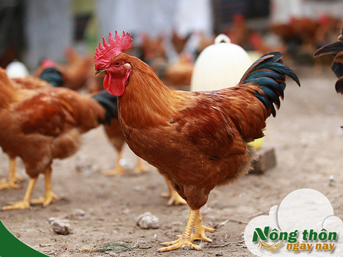 quy trình chăn nuôi gà thả vườn