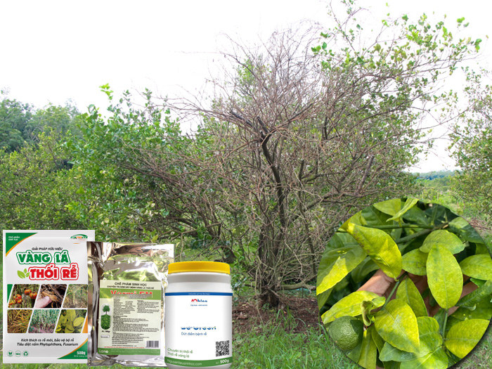 thuốc trị vàng lá thối rễ