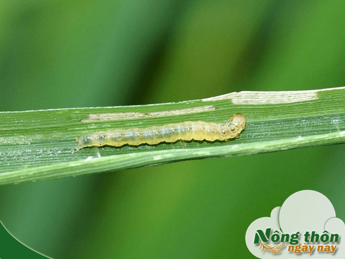 thuốc trừ sâu sinh học là gì