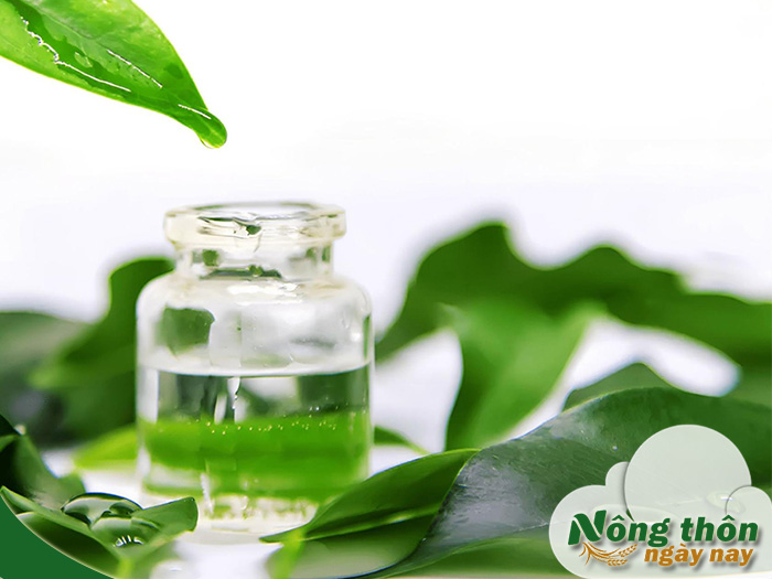 tinh chất trà xanh có tác dụng gì