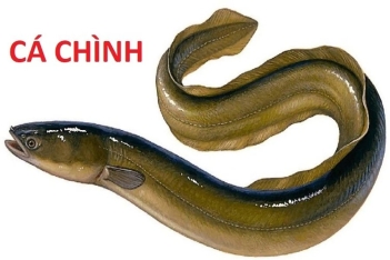 Cá chình đặc điểm sinh học giá trị dinh dưỡng và các loại phổ biến - Nông Thôn ngày nay