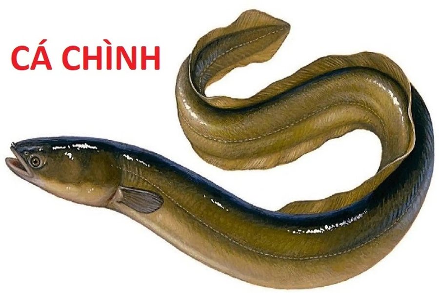 cá chình